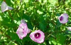Ipomoea grandifolia