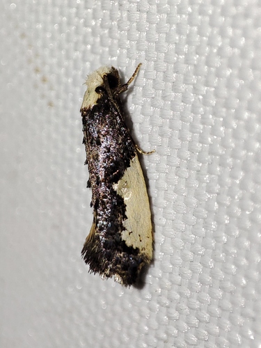Monopis monachella
