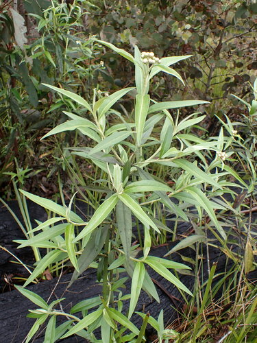 Image of Ovens Everlasting (Ozothamnus stirlingii) by (c) Leon Perrie, some rights reserved (CC BY)