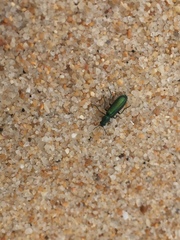 Psilothrix viridicoerulea