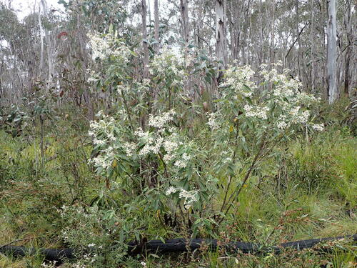 Image of Olearia megalophylla by (c) Leon Perrie, some rights reserved (CC BY)