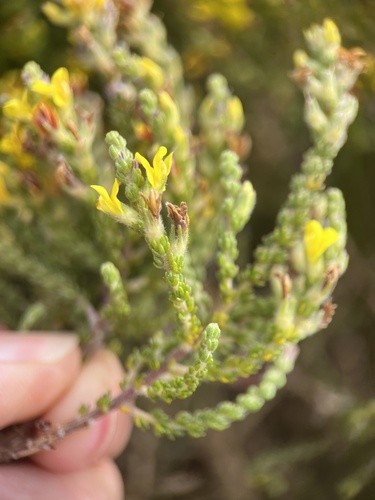 Image of Heathleaf Capegorse by (c) Charleen Brunke, some rights reserved (CC BY)