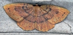 Apodrepanulatrix liberaria