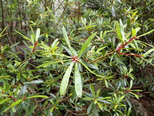 Tasmannia xerophila (Tasmannia xerophila)