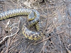 Lampropeltis splendida