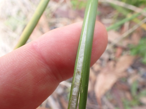 Image of Juncus vaginatus by (c) Leon Perrie, some rights reserved (CC BY)