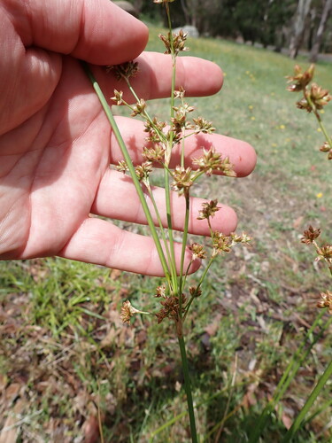 Image of Juncus vaginatus by (c) Leon Perrie, some rights reserved (CC BY)