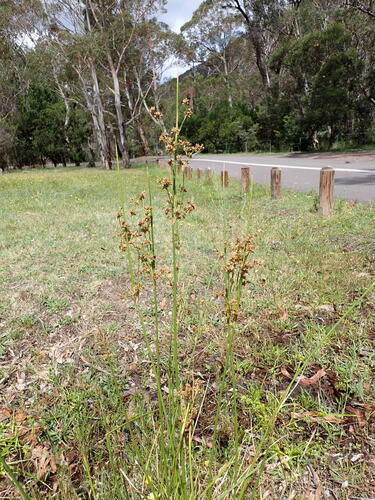 Clustered Rush (Juncus vaginatus)