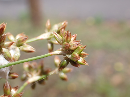 Image of Juncus vaginatus by (c) Leon Perrie, some rights reserved (CC BY)