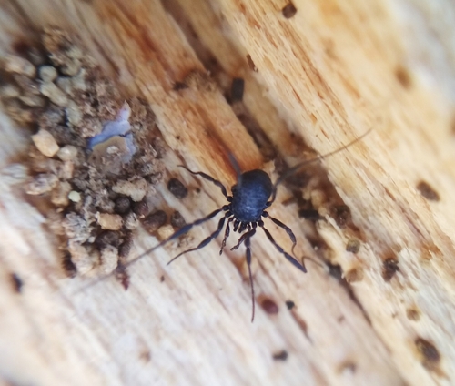 Nemastoma dentigerum, Wellenbrink 20, 48431 Rheine, Deutschland, photo 6 of 10