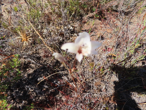 Image of Tritonia flabellifolia by (c) linkie, some rights reserved (CC BY)