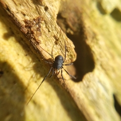 Nemastoma dentigerum