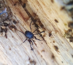 Nemastoma dentigerum