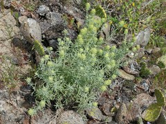 Castilleja grisea