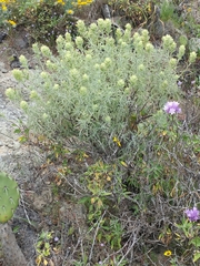 Castilleja grisea