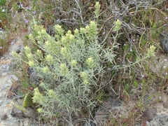Castilleja grisea