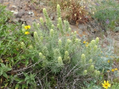 Castilleja grisea
