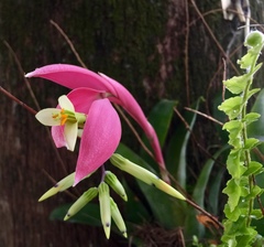 Billbergia distachia
