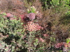 Leucospermum heterophyllum × pedunculatum - Photo (c) linkie, algunos derechos reservados (CC BY), subido por linkie