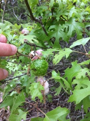 Callirhytis quercusoperator