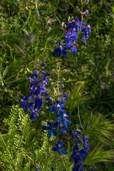 Delphinium scaposum