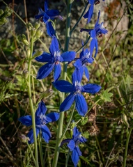 Delphinium scaposum