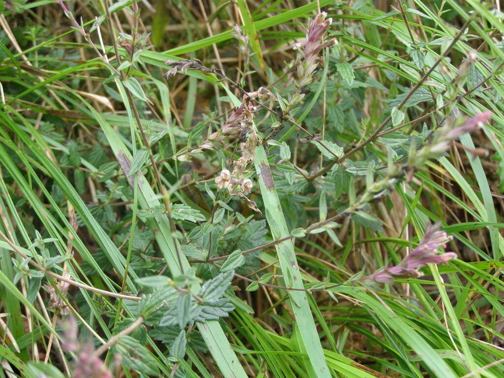 Nothobartsia spicata