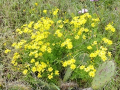 Senecio lyonii