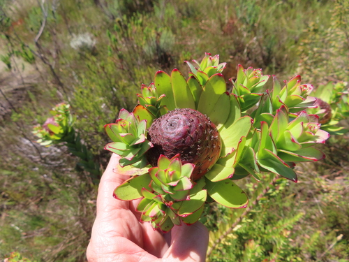 Image of Leucadendron elimense by (c) linkie, some rights reserved (CC BY)