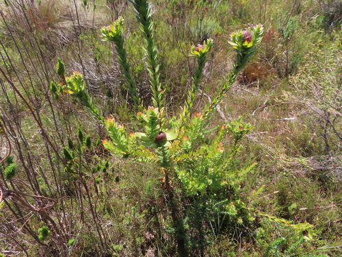 Image of Leucadendron elimense by (c) linkie, some rights reserved (CC BY)