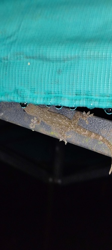 Hemidactylus frenatus observed 2023-11-30