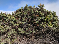 Arctostaphylos glauca