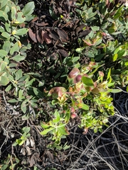 Arctostaphylos glauca