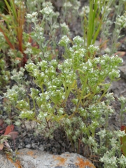 Cryptantha maritima maritima