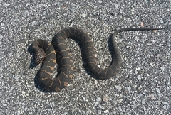 Nerodia sipedon williamengelsi