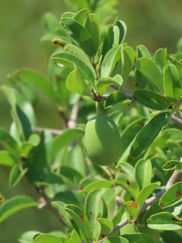 Image of Ximenia afra by no rights reserved