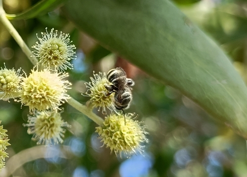 Nomia lutea