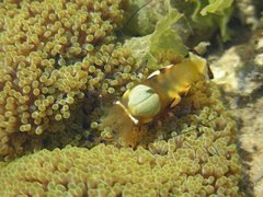 Ancylocaris brevicarpalis