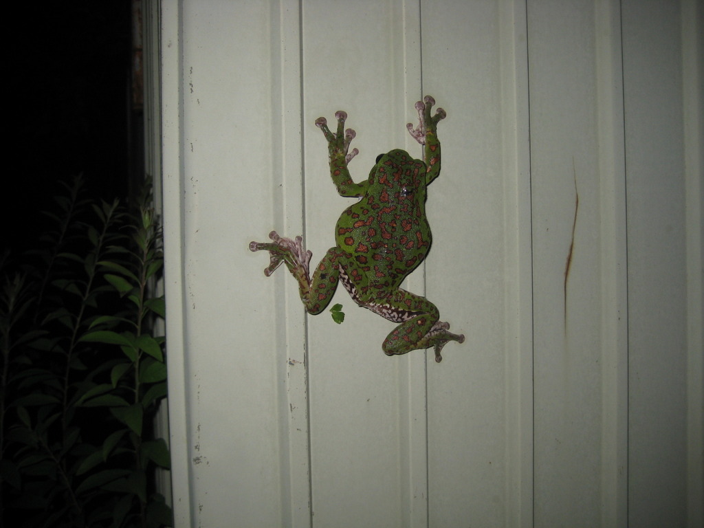 Forest Green Tree Frog (Zhangixalus arboreus)