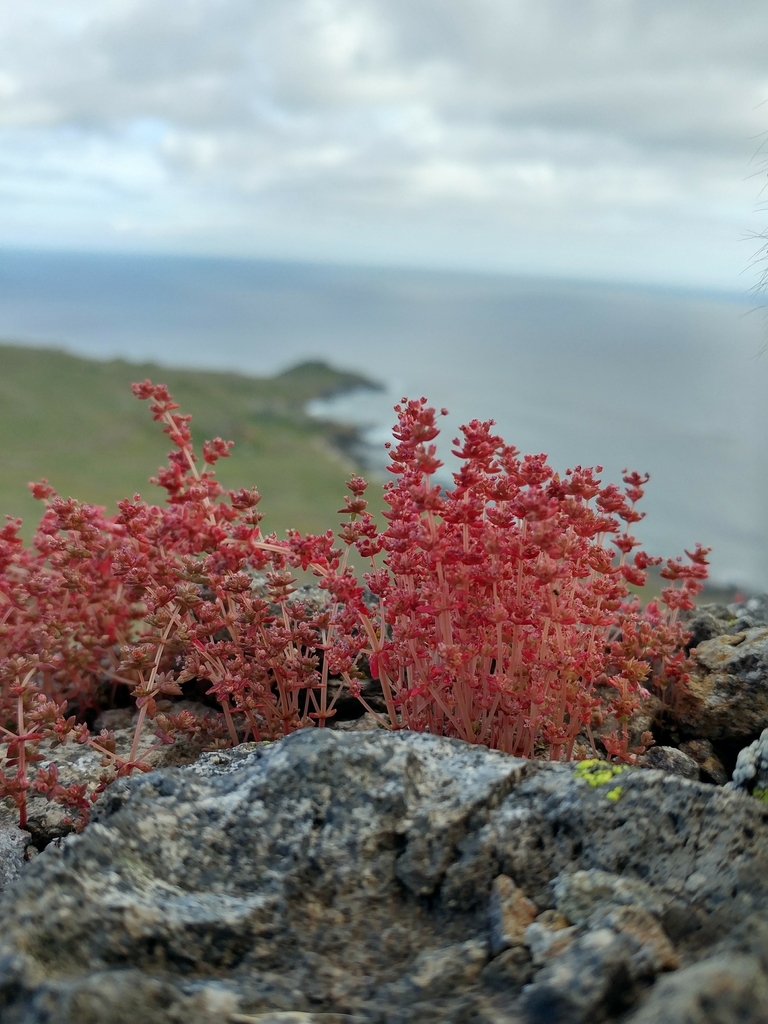 Crassula connata 2