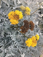 Constancea nevinii