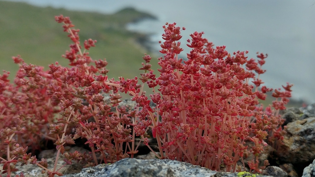 Crassula connata