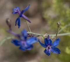 Delphinium scaposum
