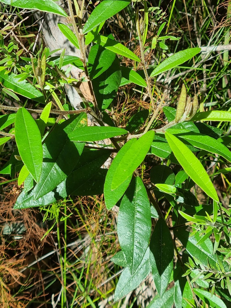 Purple Bush Pea From Coffs Harbour Nsw Australia On November At Am By Quinkin