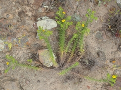 Deinandra clementina