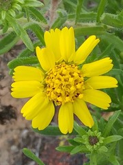 Deinandra clementina