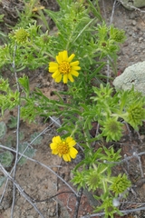 Deinandra clementina