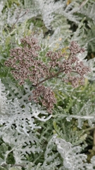 Constancea nevinii