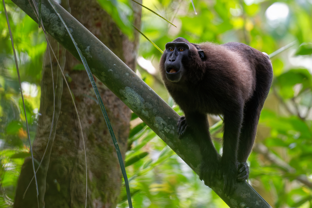Gorontalo Macaque (Macaca nigrescens)