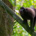 Macaco de Gorontalo - Photo (c) Martin Walsh, algunos derechos reservados (CC BY-NC-ND), subido por Martin Walsh